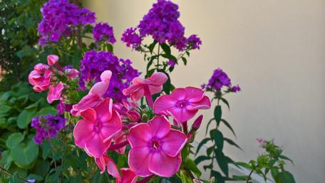 Pink flowers wallpaper