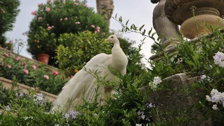 White peacock in the garden wallpaper