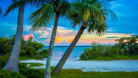 Palm trees near the beach wallpaper