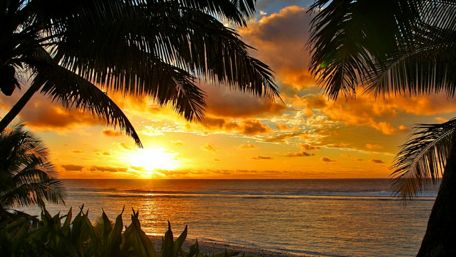 Palms in the sunset wallpaper