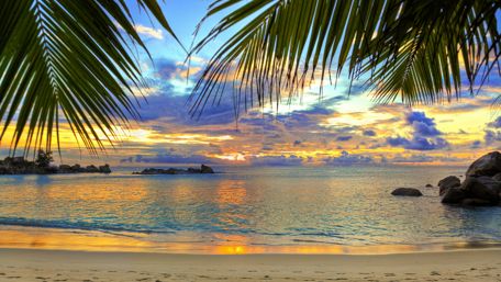 Morning sunlight among palm trees ☀️ wallpaper