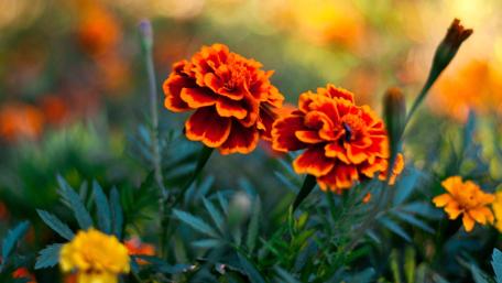 Marigold flowers wallpaper