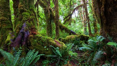 Tropical rainforest wallpaper