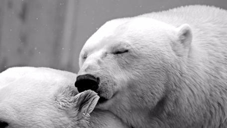 Polar bears wallpaper
