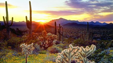 The vegetation of the Sonoran Desert at sunset wallpaper