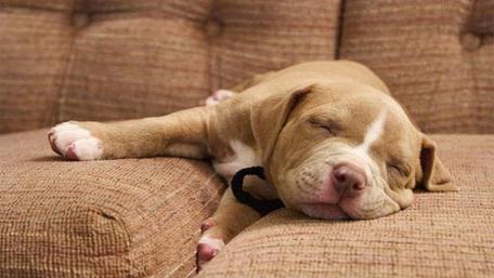 Sleeping puppy wallpaper