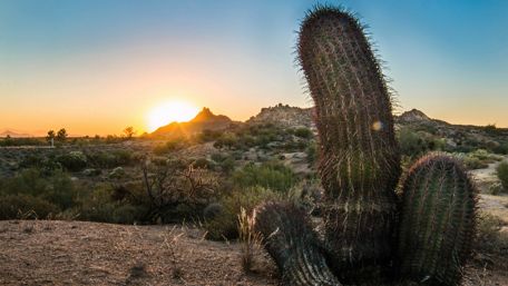 Morning sunlight landscape with a cactus☀️ wallpaper