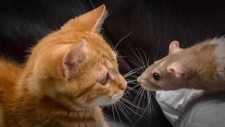 Funny rat and cat wallpaper