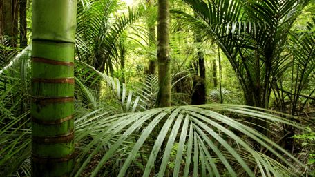 Bamboo in the jungle wallpaper