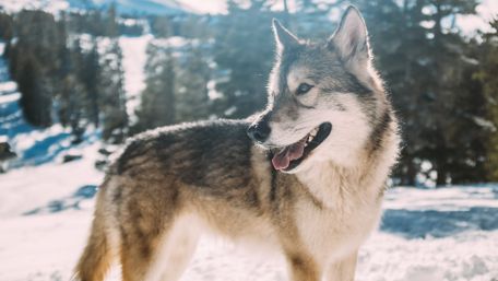 Timber wolf in the wilderness wallpaper