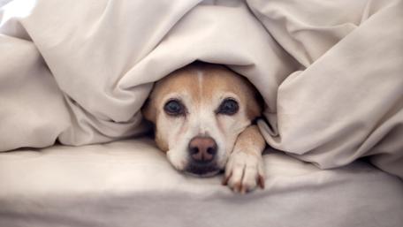 Cute dog hidden in the bedding wallpaper