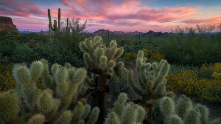 Cactus field at the Superstition Mountains, Arizona wallpaper