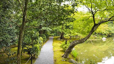Tranquil Path by the Pond in Nature wallpaper