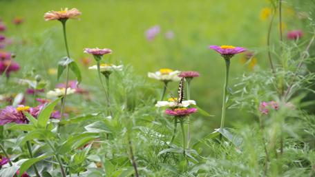 Nature's Meadow with Butterflies and Flowers wallpaper