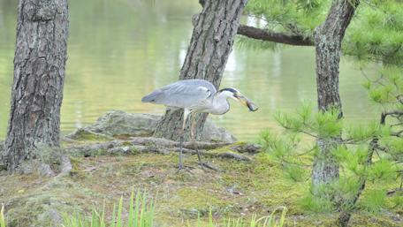 Majestic Heron by the Water's Edge wallpaper