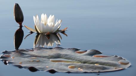 White water lily wallpaper
