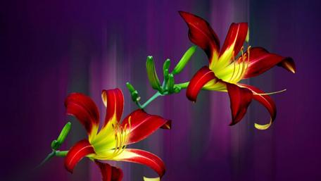 Vibrant Red Lilies in Bloom wallpaper