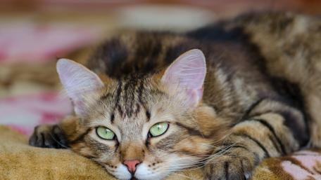Cat lies on the bed wallpaper