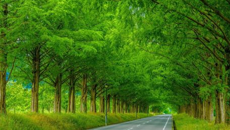 Long tree alley wallpaper