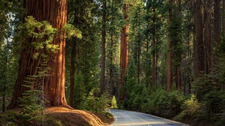 Pine forest road wallpaper