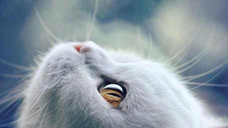 White cat face wallpaper