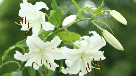 White lily wallpaper