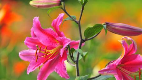 Pink lily wallpaper
