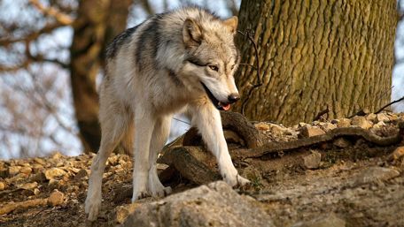 Wolf in the forest wallpaper