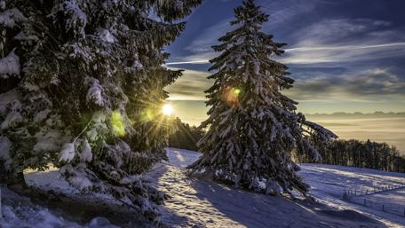 Snowy pine tree in the sunrise wallpaper