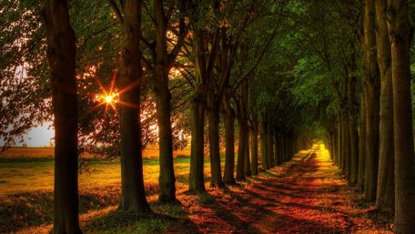 Rays of light coming through the trees wallpaper