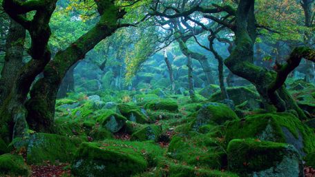 Forest Moss wallpaper