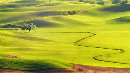 Palouse green rolling hills wallpaper