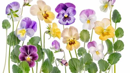 Violet flowers wallpaper