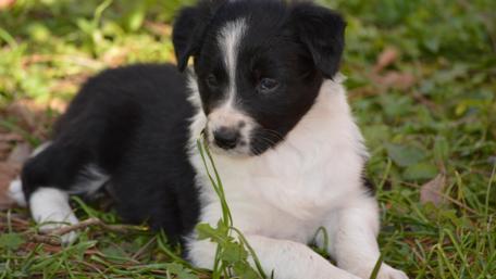 Border Collie puppy wallpaper