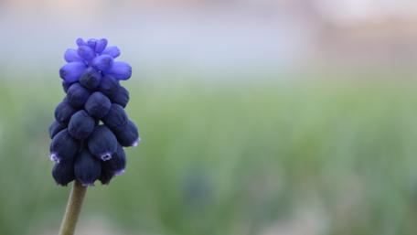 Muscari wallpaper