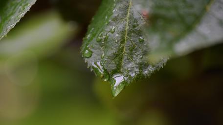 Raindrop wallpaper