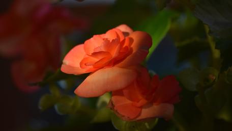 Garden rose wallpaper