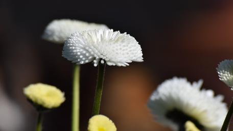White daisy wallpaper