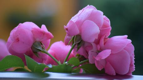 Roses wallpaper