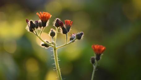 Flower wallpaper