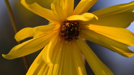 Yellow flower wallpaper