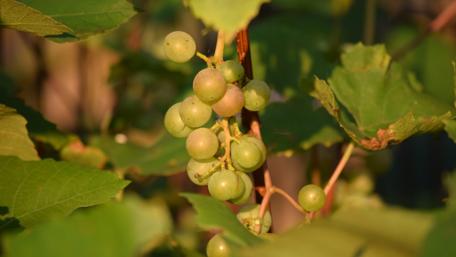 Bunch of grapes wallpaper