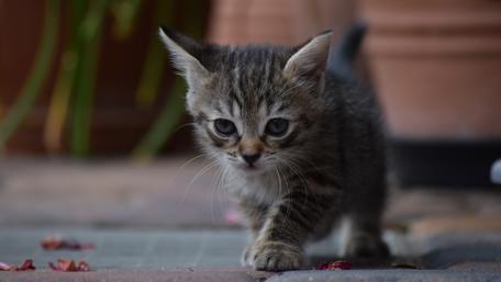 Small kitten wallpaper