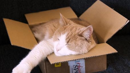 Cat in the box wallpaper