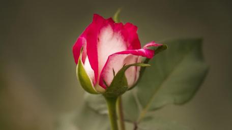 Redish rose bud wallpaper