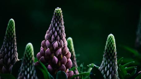 Lupine buds - Macro photography wallpaper