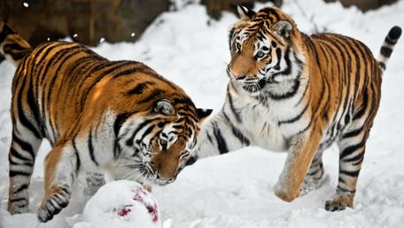 Tigers playing together wallpaper