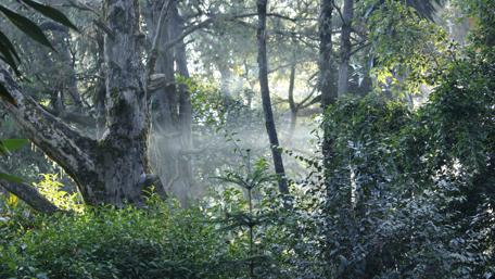 Greenery wallpaper