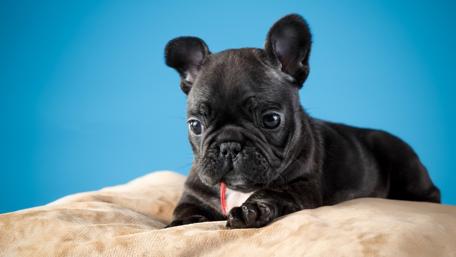 French bulldog puppy wallpaper