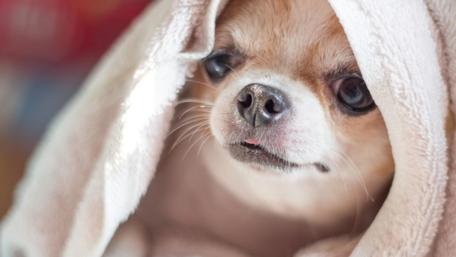 Chihuahua dog wallpaper